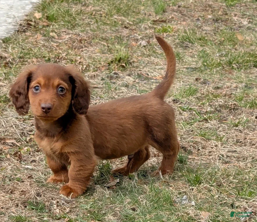 Golden Retriever dogs for sale: Doxie boy - Ad 1