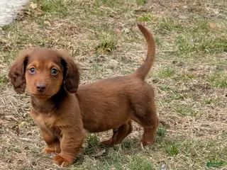 Golden Retriever dogs Doxie boy - Ad 24