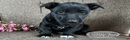 Mixed Breed dogs for sale: Barney - Ad 5