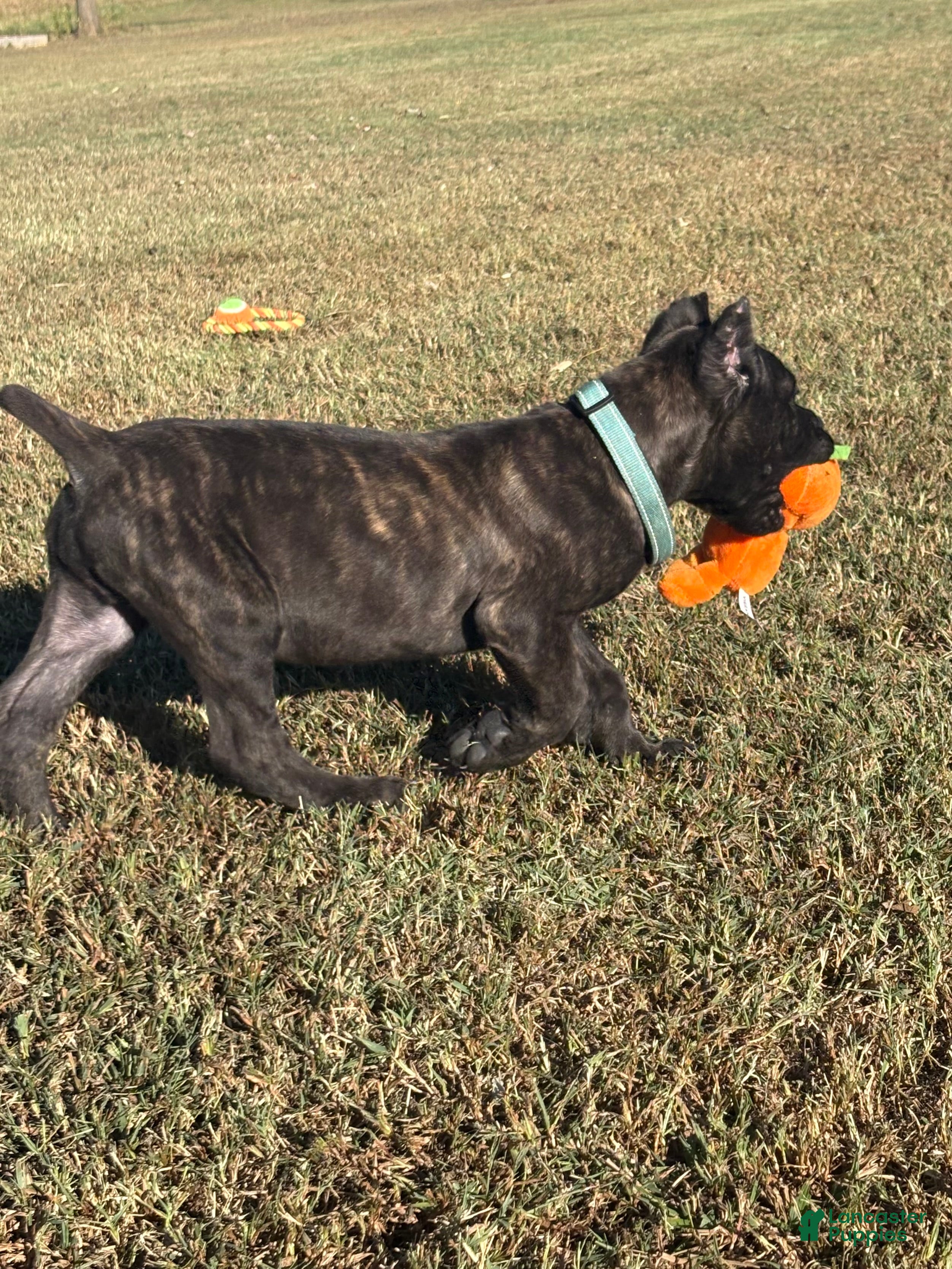 Cane Corso dogs for sale: light blue - Ad 2
