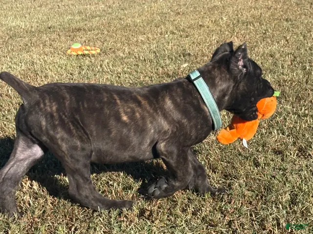 Cane Corso dogs for sale: light blue - Ad 2