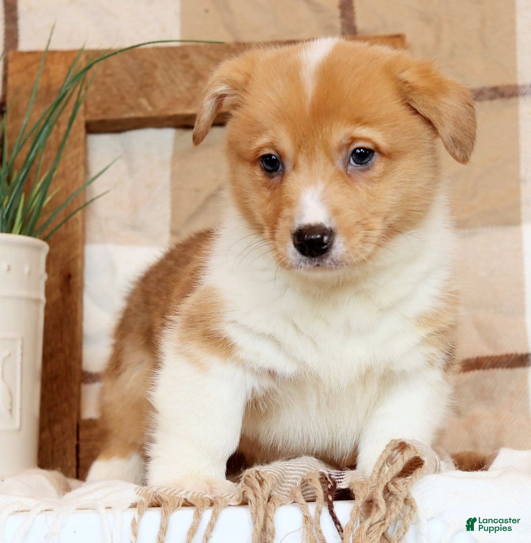 Welsh Corgi Pembroke dogs for sale: Conner - Ad 3
