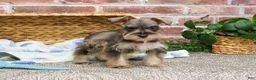 Miniature Schnauzer dogs for sale: Toby - Ad 5