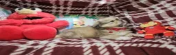 Pekingese dogs for sale: Denzy (is Sable) - Ad 5