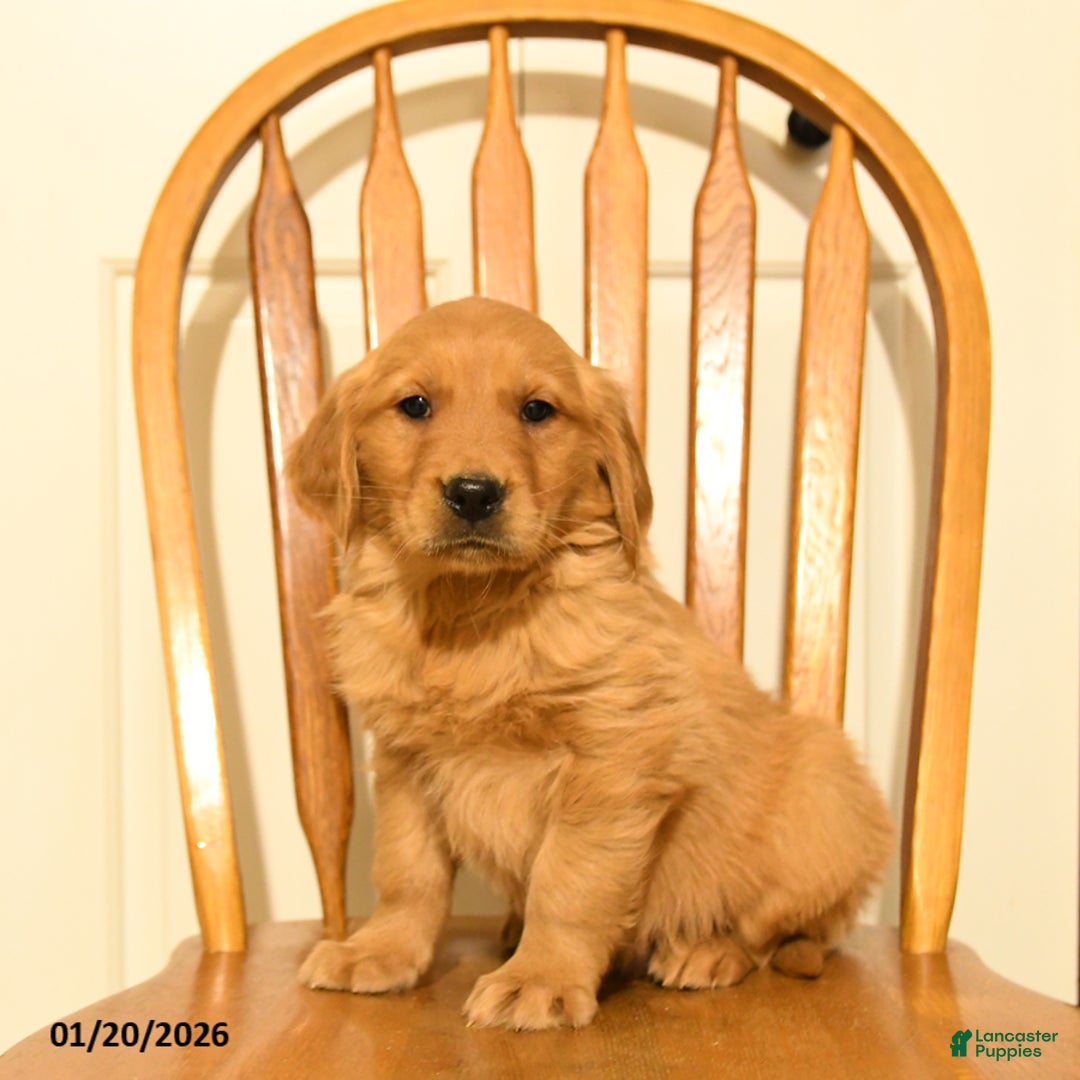 Golden Retriever dogs for sale: Bear - Ad 2
