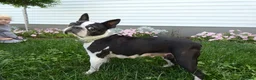 Boston Terrier dogs for sale: Boston Terrier 3 Stacy - Ad 6