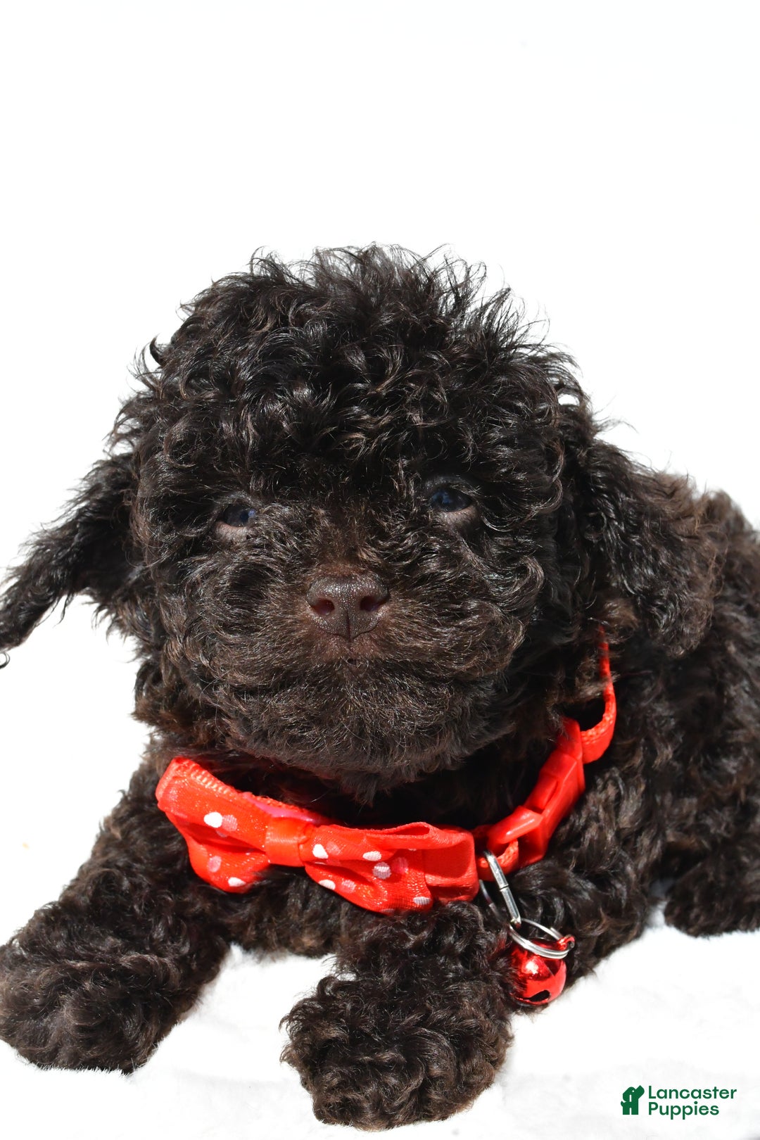 Miniature Poodle dogs for sale: Maddox - Ad 9