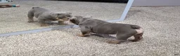 English Bulldog dogs for sale: Caroline - Ad 4