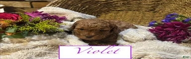 Violet