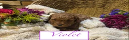 Mini Goldendoodle dogs for sale: Violet - Ad 1