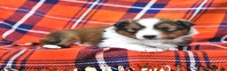 Shetland Sheepdog dogs for sale: Candy Cane - Ad 3