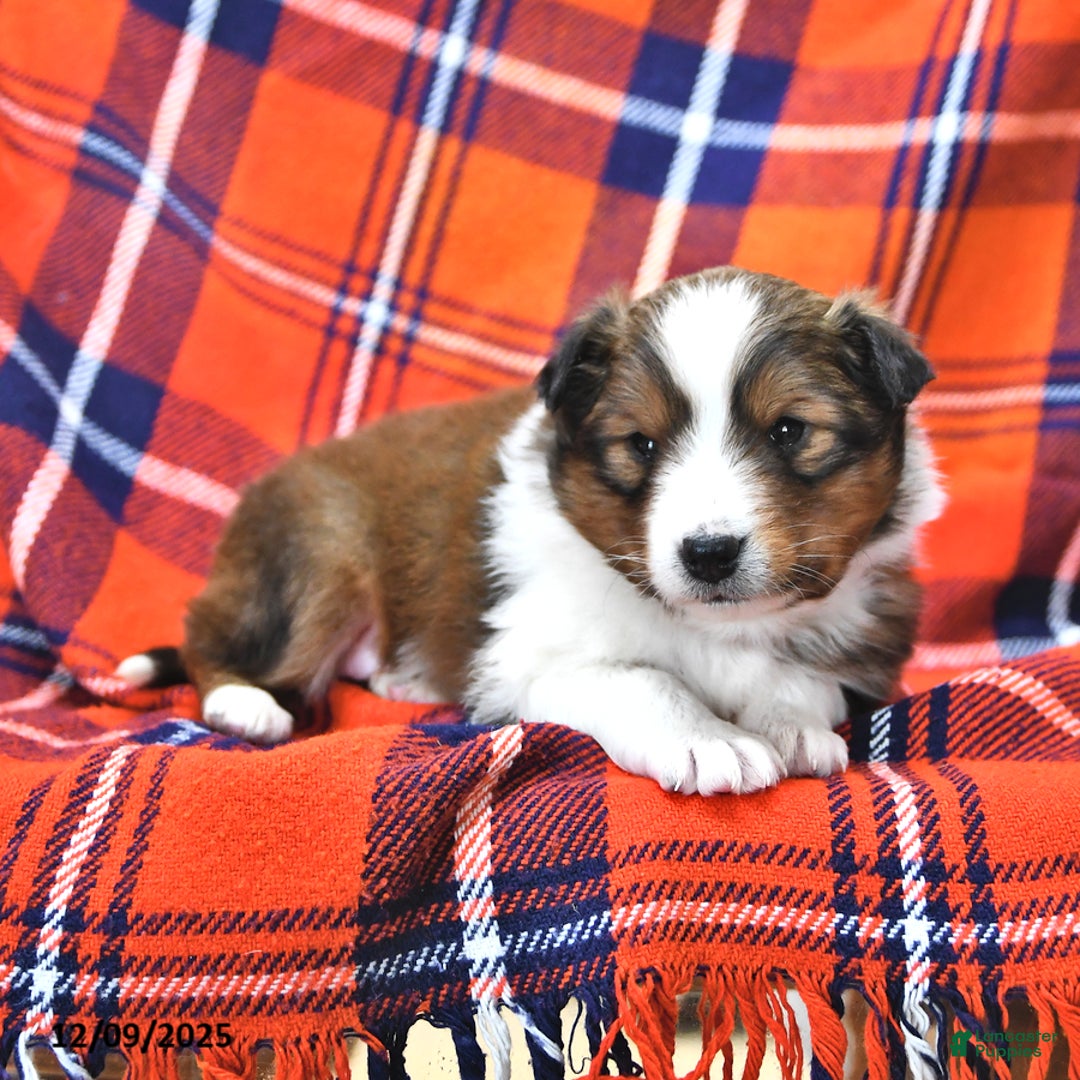 Shetland Sheepdog dogs for sale: Candy Cane - Ad 3