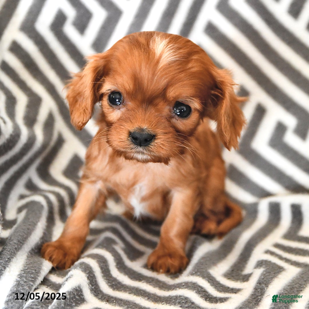 Cavalier King Charles Spaniel dogs for sale: Puffin - Ad 2