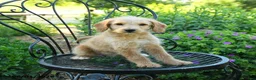 Mixed Breed dogs for sale: Patricia - Ad 3