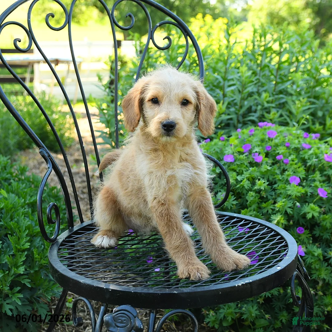 Mixed Breed dogs for sale: Patricia - Ad 3