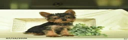 Yorkshire Terrier dogs for sale: Boxer - Ad 3