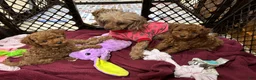 Toy Poodle dogs for sale: Toy Poodle Puppy 2 - Ad 2