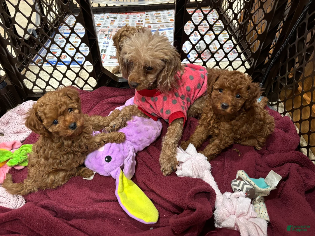 Toy Poodle dogs for sale: Toy Poodle Puppy 2 - Ad 2