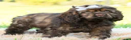 Cocker Spaniel dogs for sale: Morningstar - Ad 1