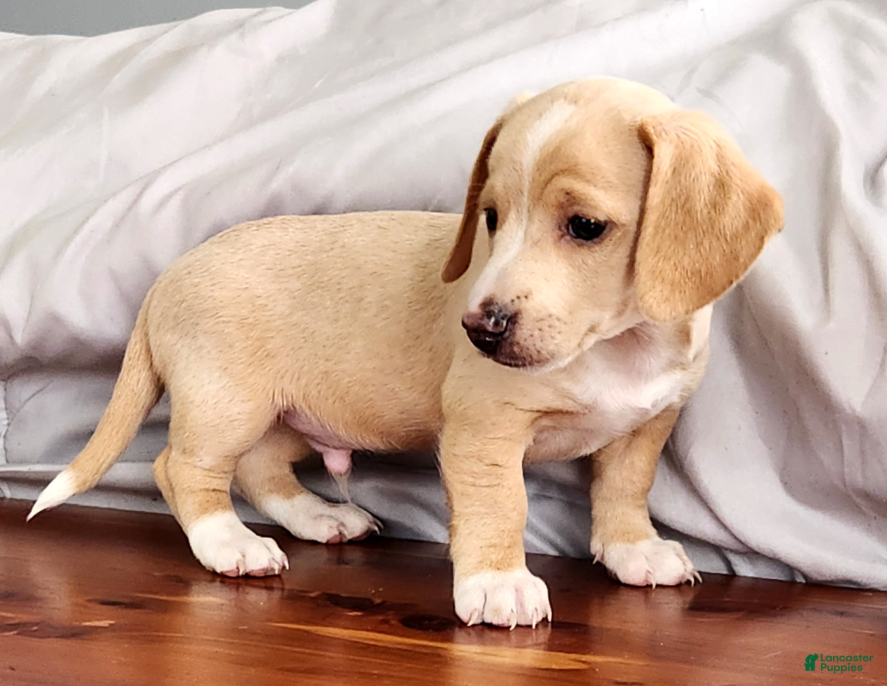 Miniature Dachshund dogs Ranger - Ad 1