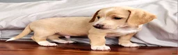 Miniature Dachshund dogs for sale: Ranger - Ad 5