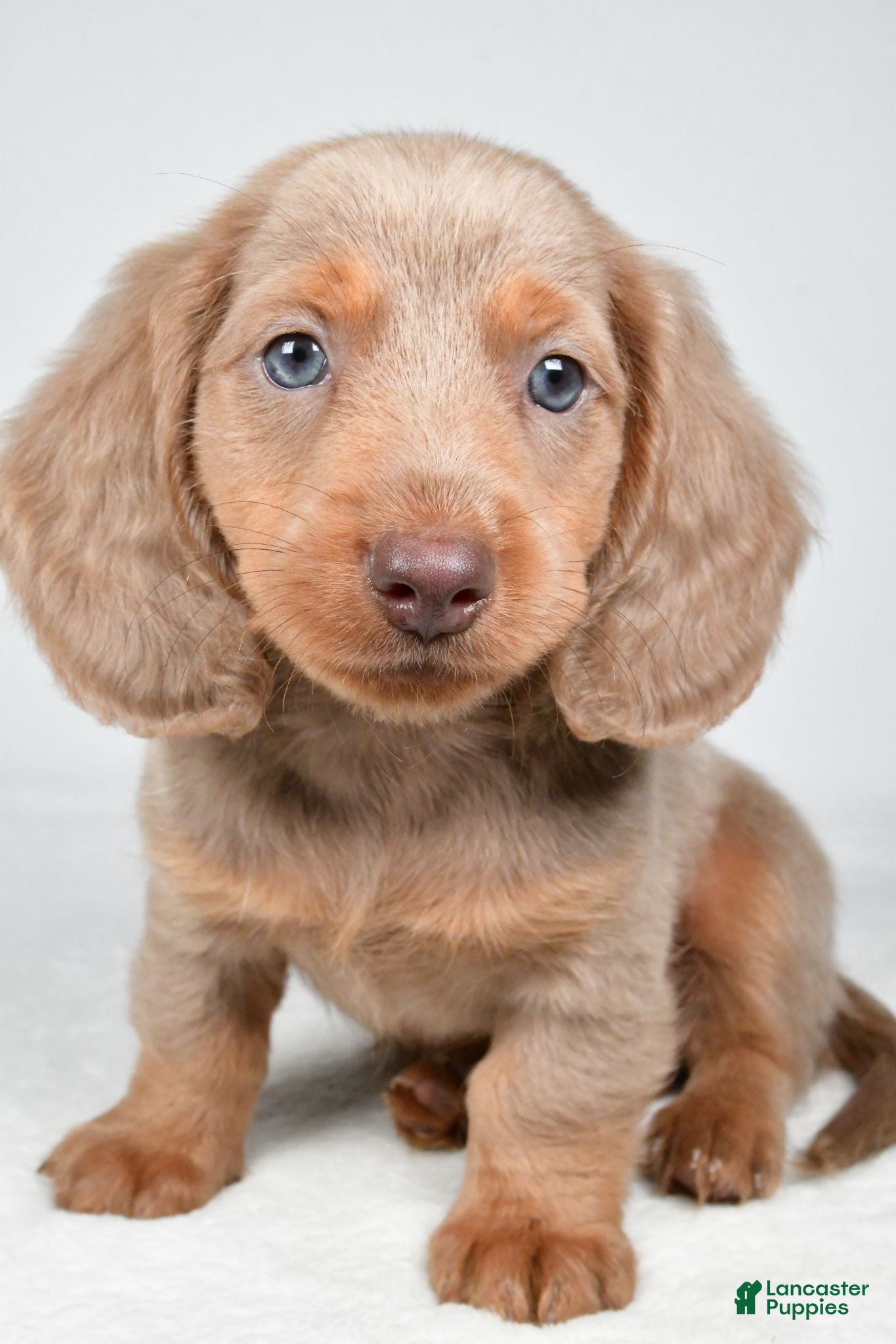 Miniature Dachshund dogs Griffin - Ad 2