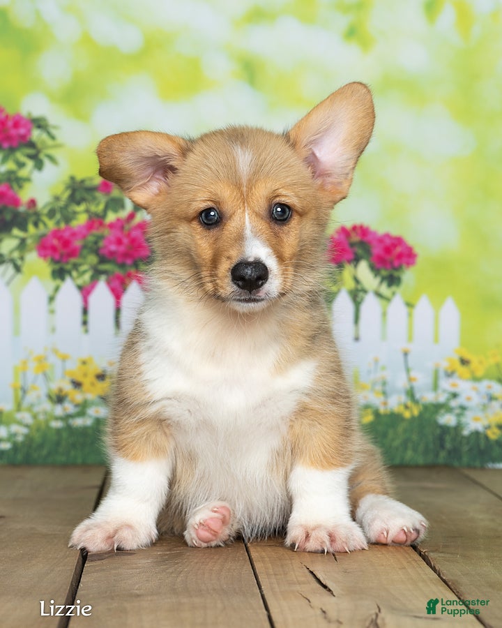 Welsh Corgi Pembroke dogs Lizzie - Ad 2