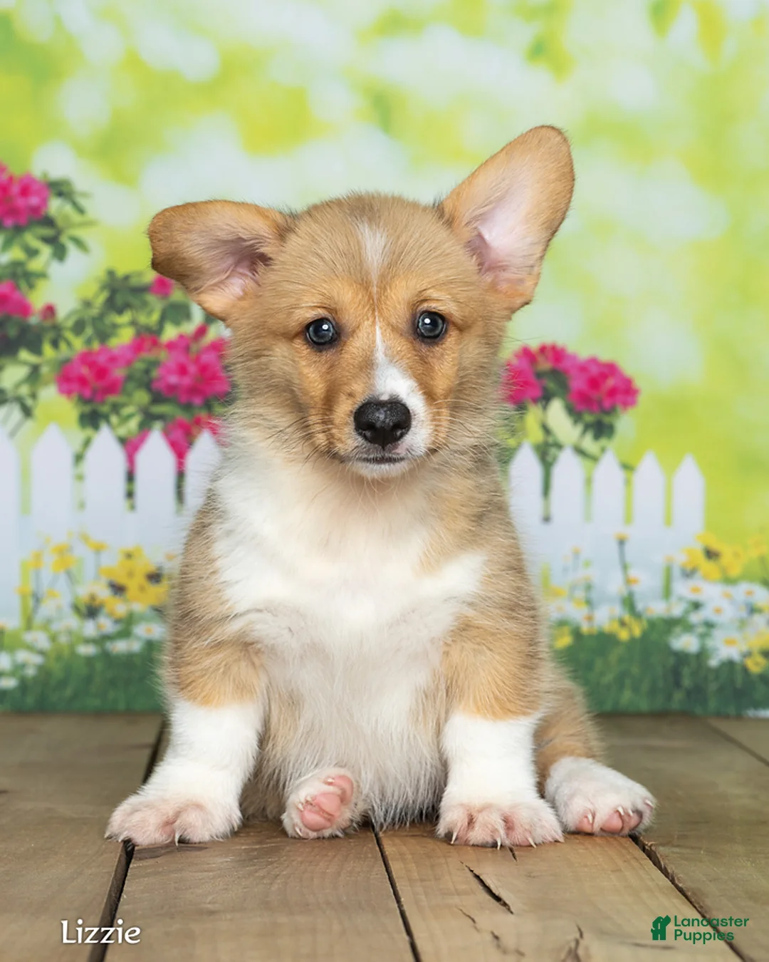 Welsh Corgi Pembroke dogs for sale: Lizzie - Ad 2