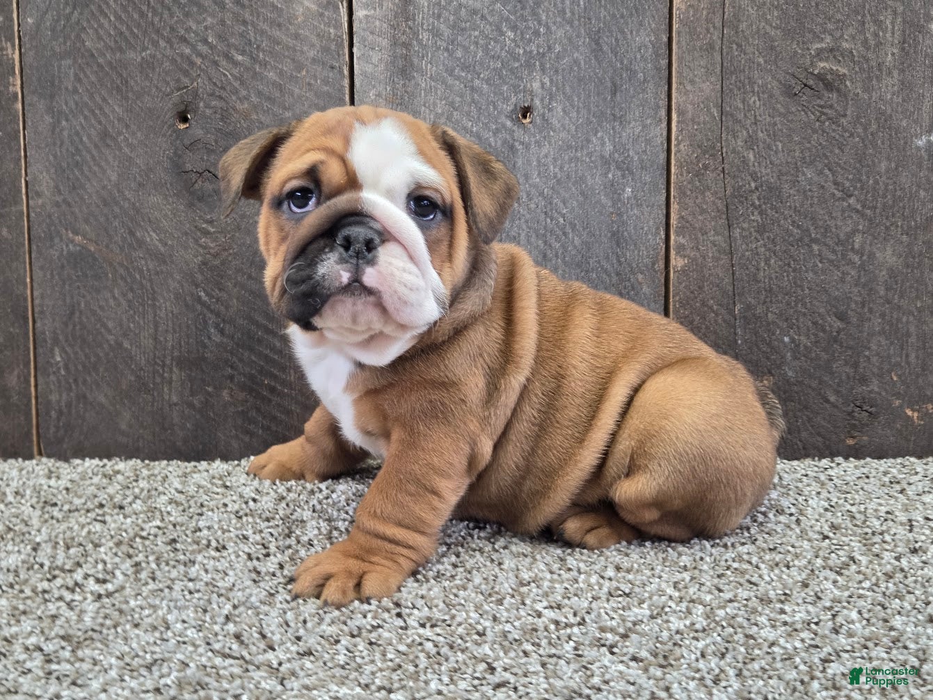 English Bulldog dogs Mack - Ad 1