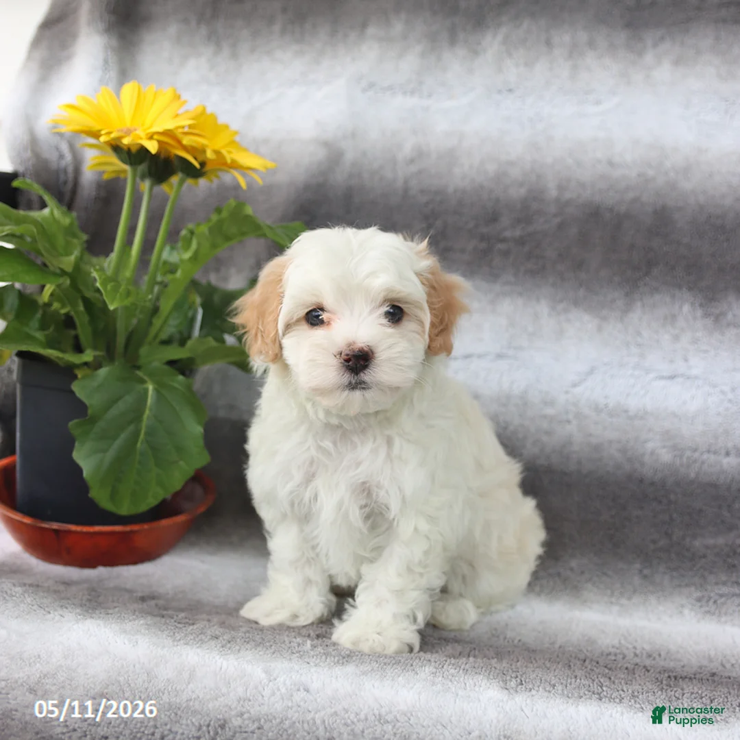Maltipoo dogs for sale: Sunny   - Ad 1