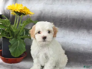 Maltipoo dogs for sale: Sunny - Ad 4
