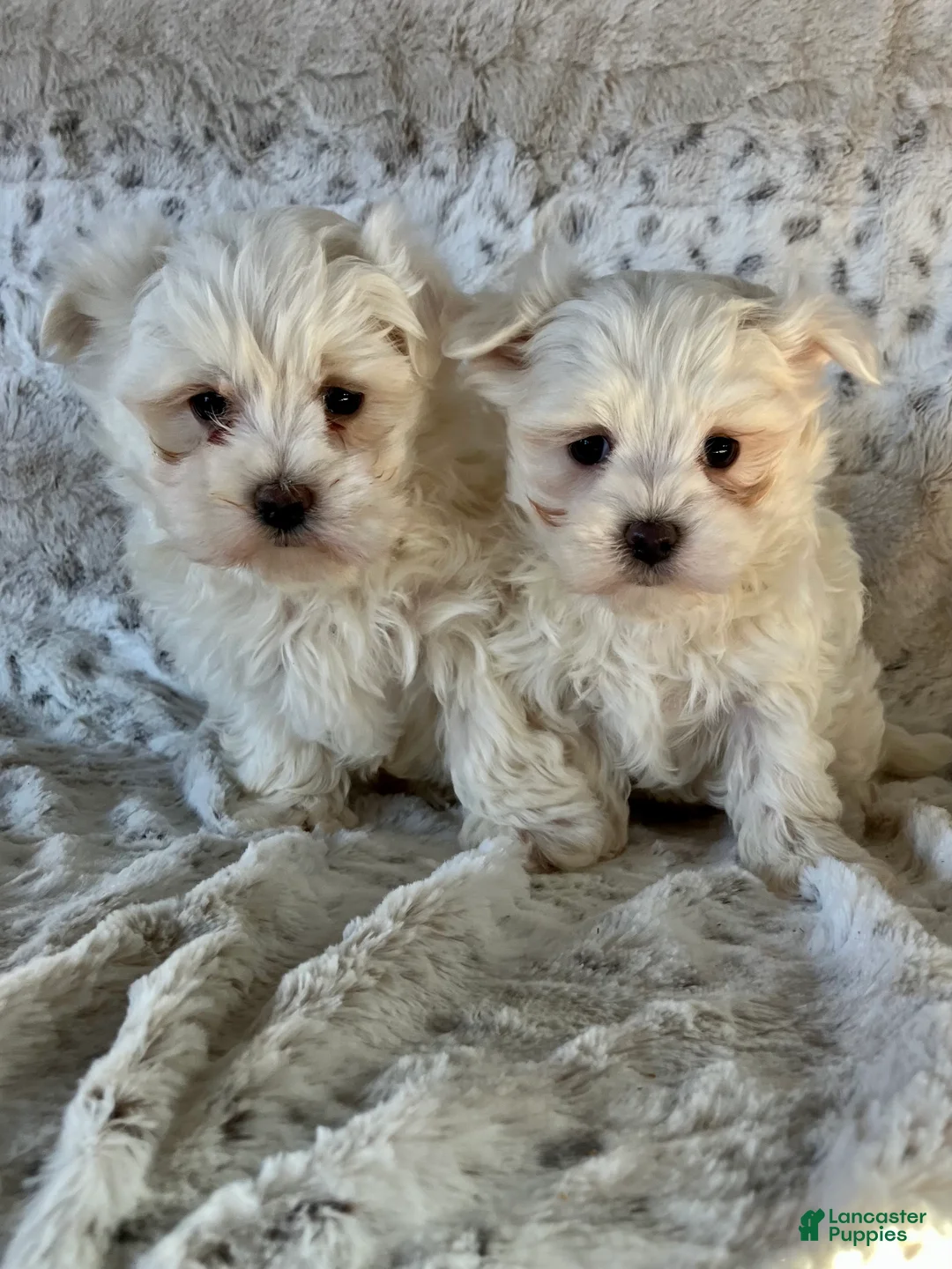 Maltese dogs for sale: Milo - Ad 10