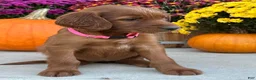 Irish Setter dogs for sale: Sadie - Ad 12