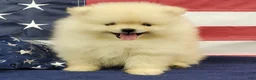 Pomeranian dogs for sale: Wrangler - Ad 5