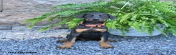 Doberman Pinscher dogs for sale: Penny - Ad 2