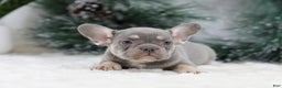 French Bulldog dogs for sale: Faith - Ad 3