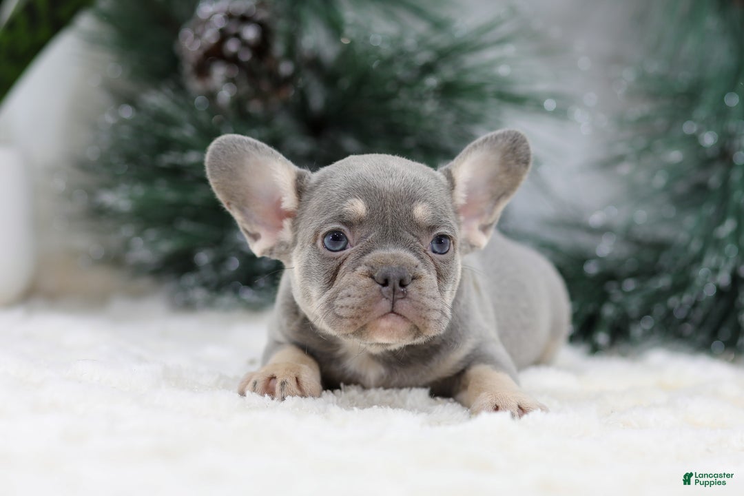 French Bulldog dogs for sale: Faith - Ad 3