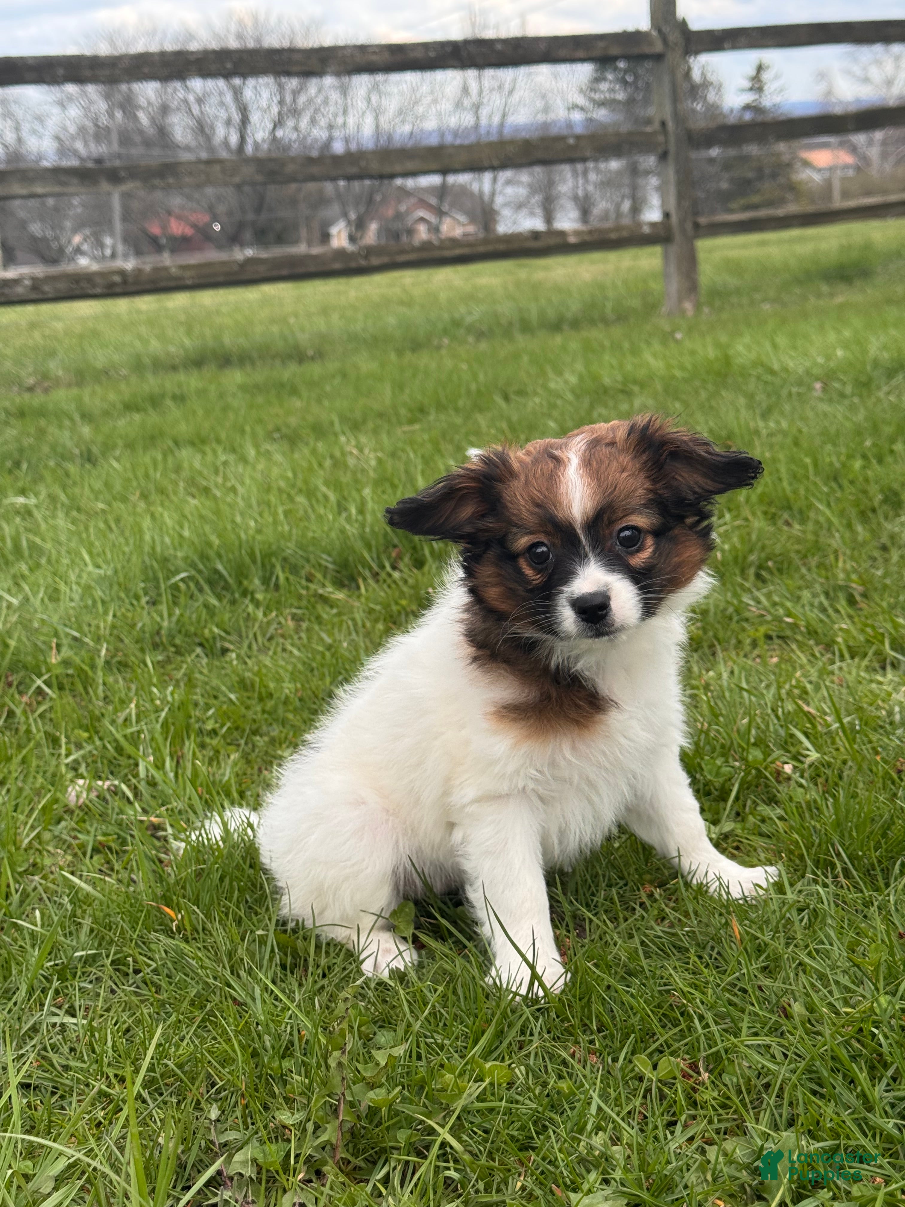 Papillon dogs Rosa - Ad 14