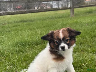 Papillon dogs Rosa - Ad 12