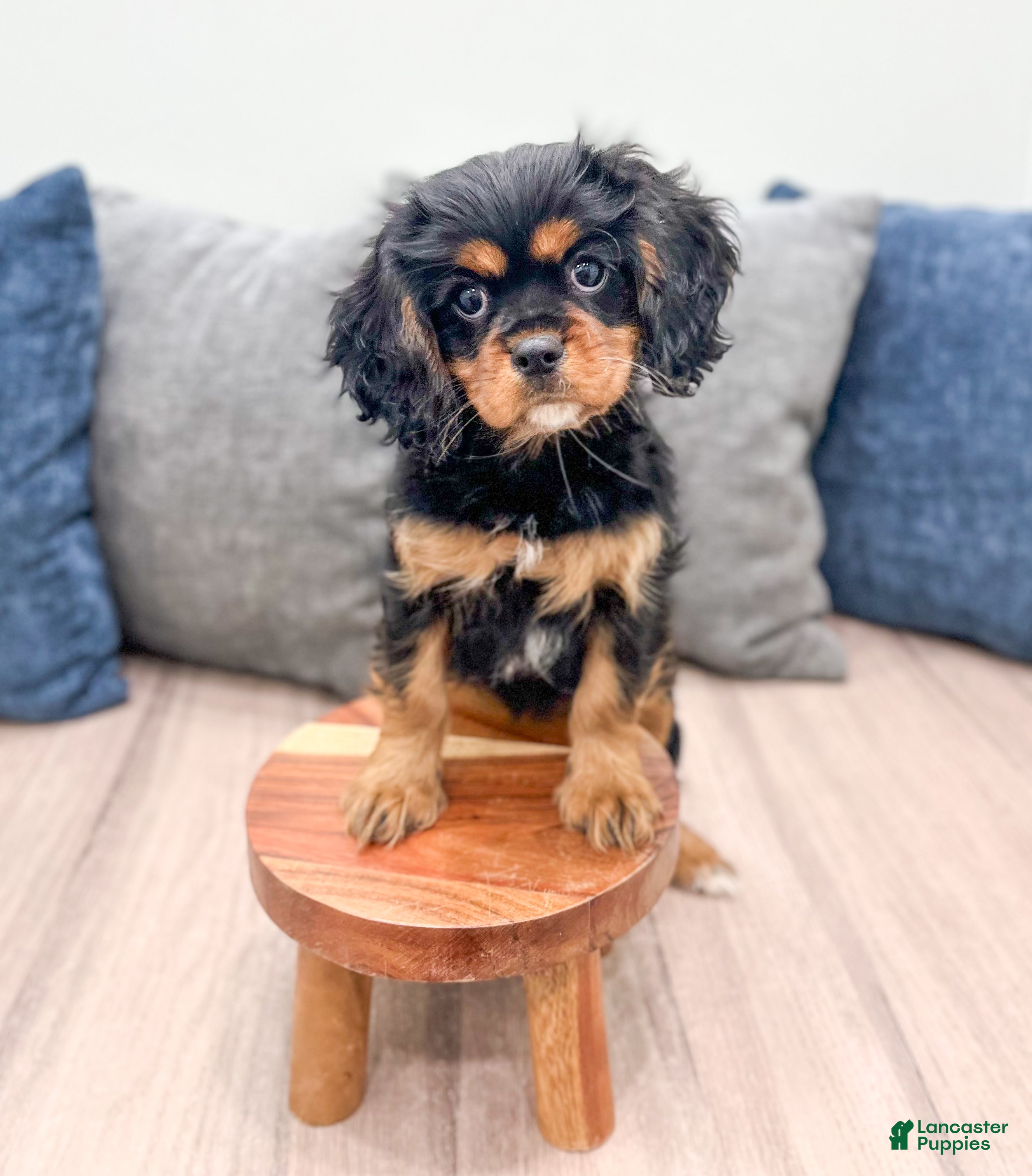 Cavalier King Charles Spaniel dogs Daisy - Ad 2