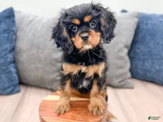 Cavalier King Charles Spaniel dogs Daisy - Ad 2