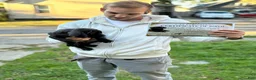 Cane Corso dogs for sale: Cane Corso 1 - Ad 1