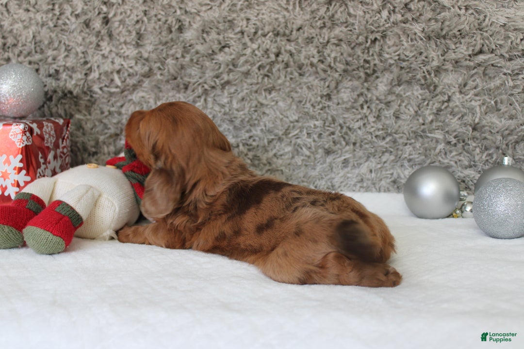 Miniature Dachshund dogs for sale: Shepard - Ad 12