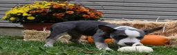 American Bully dogs for sale: American Bully 3 - Ad 3