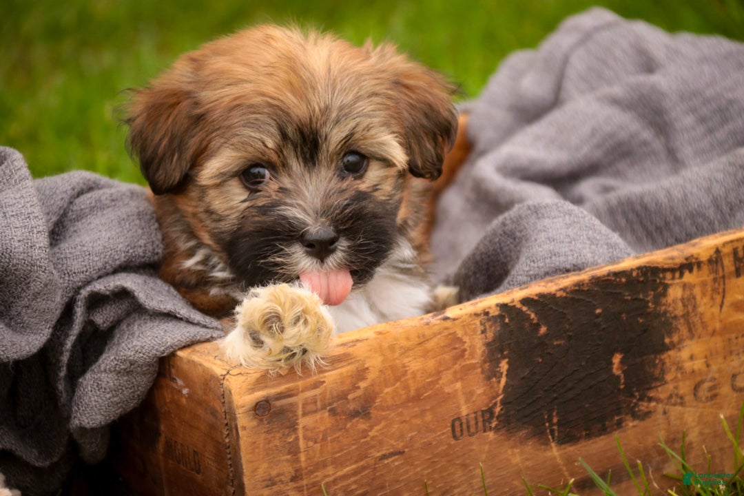 Havanese dogs Champ Havanese  - Ad 2