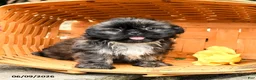 Shih Tzu dogs for sale: Lily - Ad 3