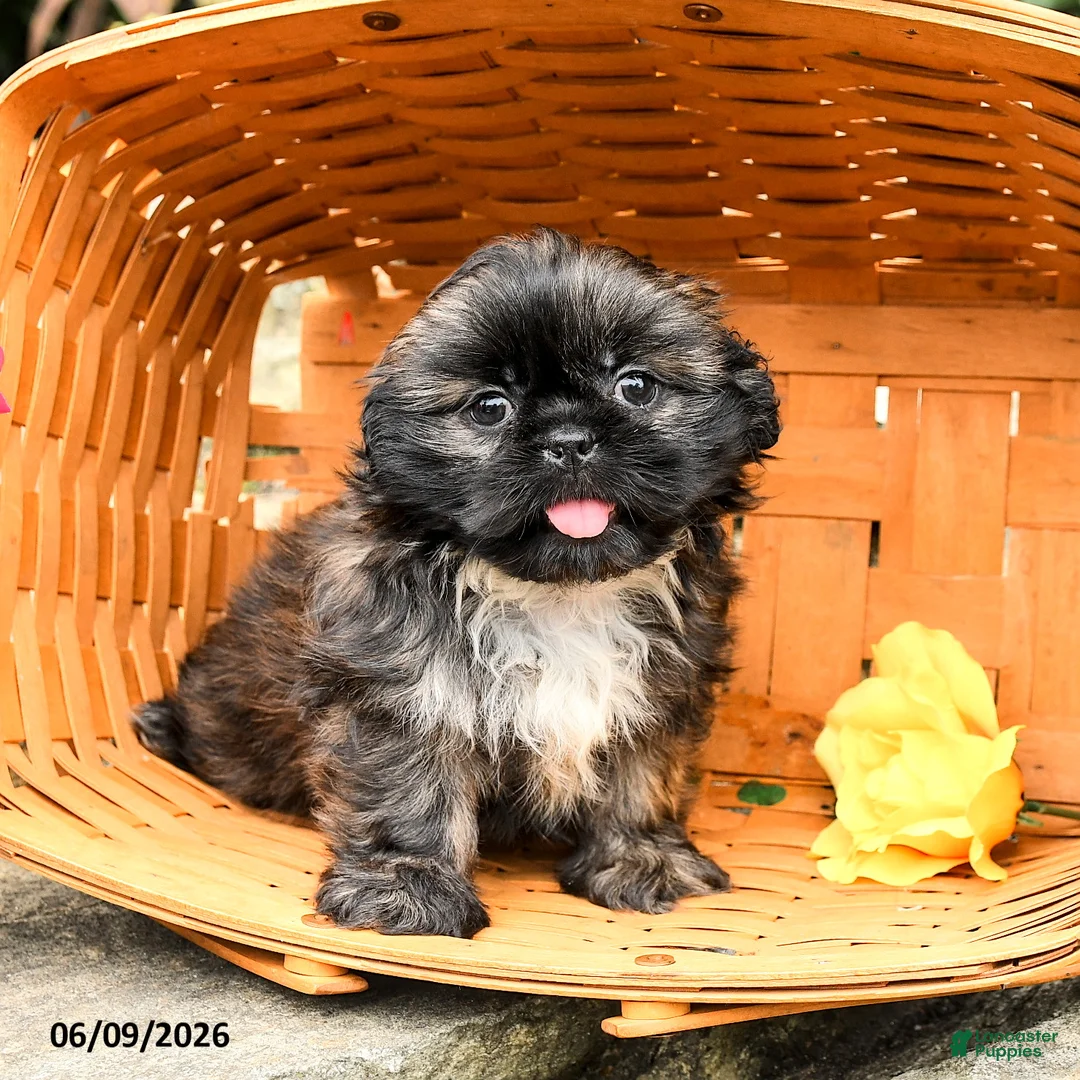 Shih Tzu dogs for sale: Lily - Ad 3