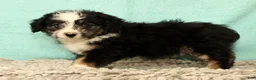 Mini Aussiedoodle dogs for sale: Lassie - Ad 7