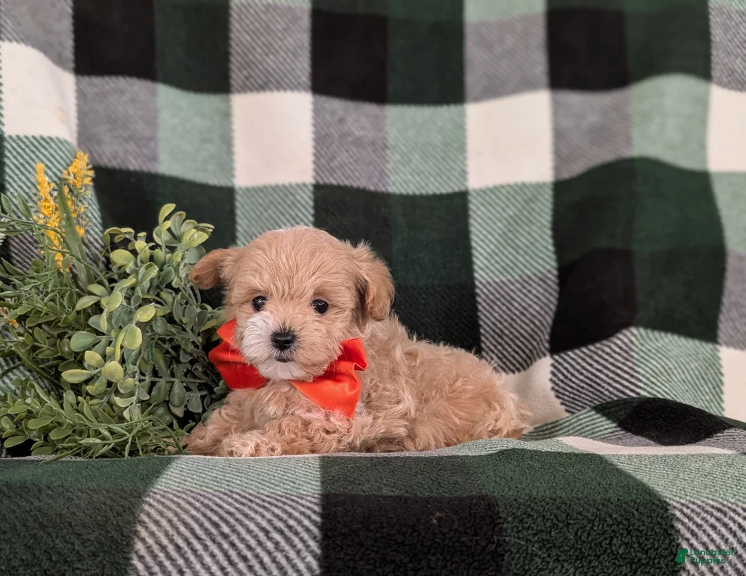 Maltipoo dogs for sale: Fleming 5 lbs Full Grown - Ad 8