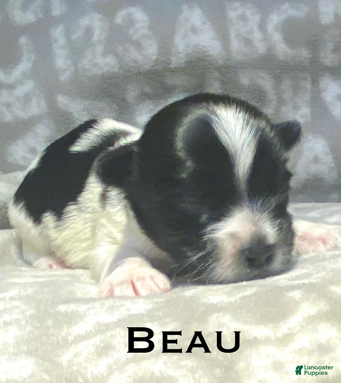 Biewer Terrier dogs Beau - Ad 3